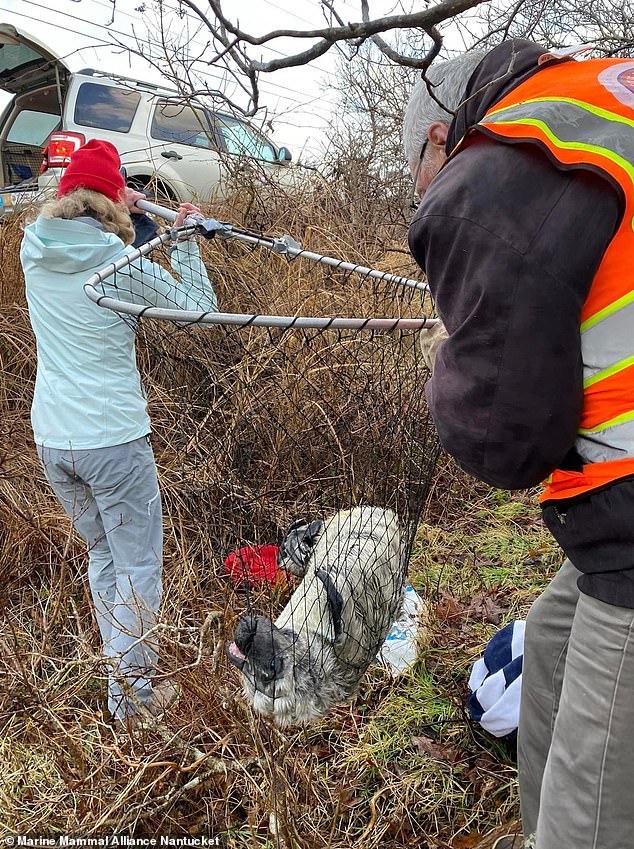 The Mammal Alliance Nantucket, which arrived when the seal, walked down a hill near the road into the brush