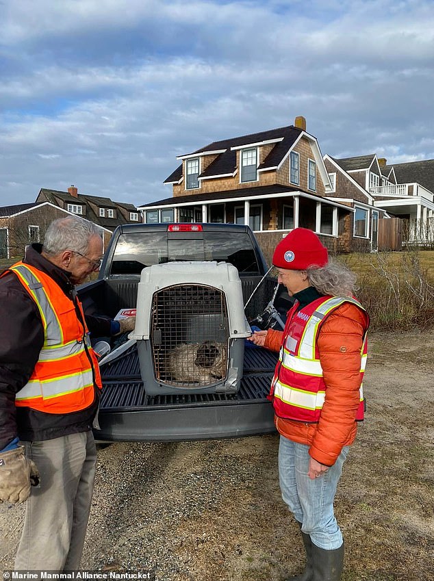 There were 'no obvious injuries' and the animal had returned to the water on Friday