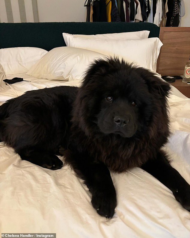 The comedian, 48, uploaded adorable photos of the dog, revealing he is a 'complete chow-chow rescue'