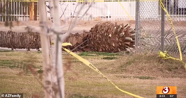 He was killed when a palm tree struck him at Highline Park in Phoenix, Arizona, as wind gusts in the area reached up to 45 miles per hour on Thursday.