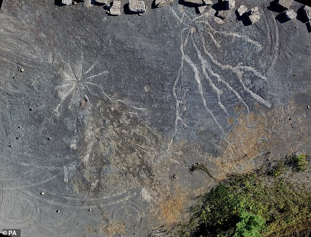 Well-preserved Archeopteris root systems (left) and possible Stigmarian Isoetalean lycopsid roots (right) are seen on the floor of the Cairo Fossil Forest