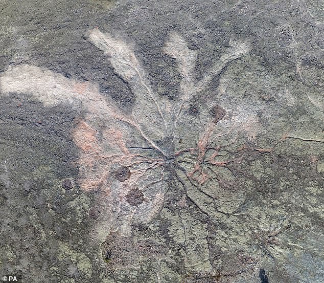 There is a view of Archaeopteris, an ancient tree with large woody roots and green branches.  The Cairo Fossil Forrest is not open to the public in order to preserve the land and use it for research