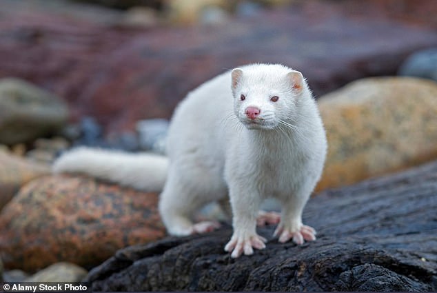 American mink is now present in most areas of Britain and Ireland