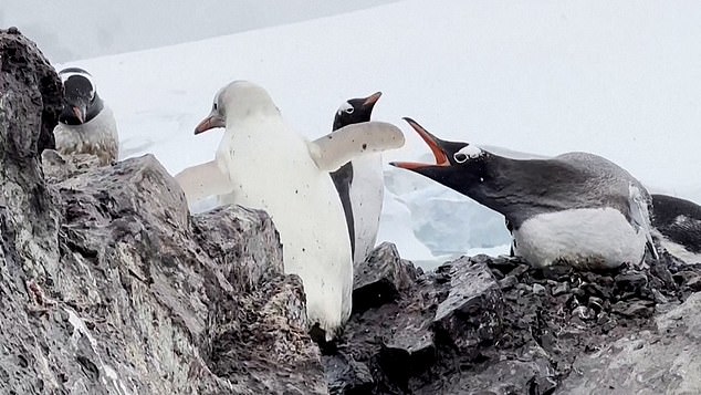 The penguins' unusual white coloration is likely caused by a form of leucistic pigmentation, meaning the feathers lack the black color that penguins normally associate with