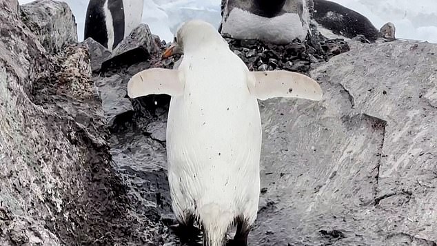 This is not the first time that a gentoo penguin with leucism has been observed in this colony, as Juliana Vianna, biologist and specialist in vertebrate genetics, noted.  It could be the same or a relative of the one pictured above