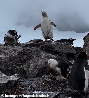 The white penguin stands out among the other normally colored specimens