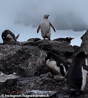 She could be the same penguin that has been sighted in the colony for eight years