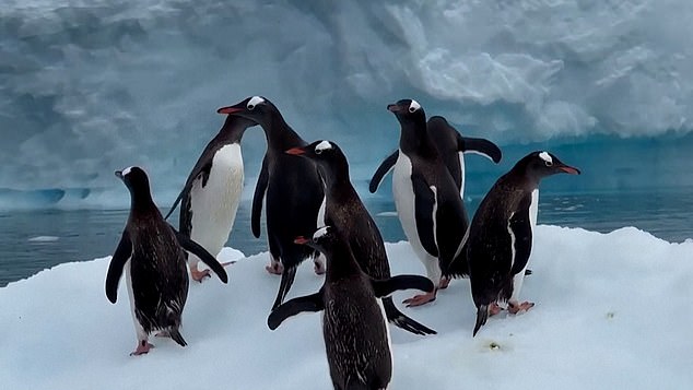 The Gabriel Gonzalez Videla base is located on the Antarctic mainland's Waterboat Point in Paradise Bay and is home to a colony of gentoo penguins (some pictured)