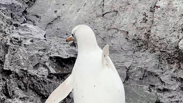 Leucism differs from albinism because when the bird suffers from leucism, its eyes and beak are normal in color (like the penguin's beak pictured above)