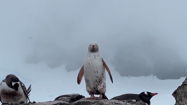 The female white penguin (pictured above) looked directly at Mr Harros Guerra as he filmed her in Antarctica on January 4.