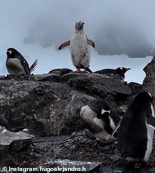 The black spots on the white penguin appear to be wet dirt