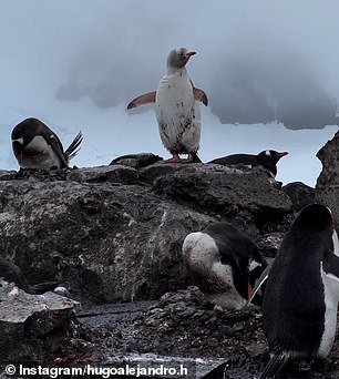 Images show dirt particles flying up as the penguin walks around the base