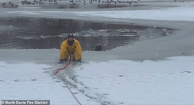 The firefighter is seen just before lowering himself into the icy water while the dog held on to the side of the ice wall