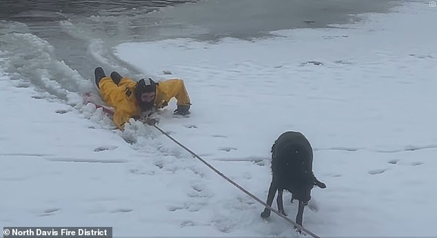 Hadley and Bob are seen escaping from the frozen pond while the dog ran to its owner and the firefighter was dragged through the snow.