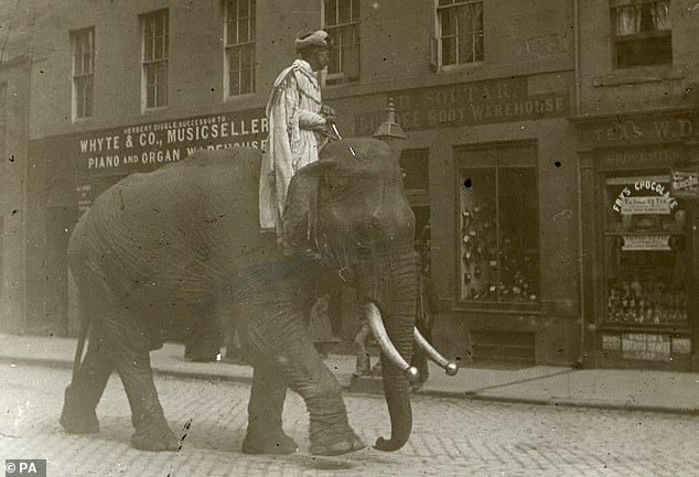 One photo, showing a circus elephant and rider on Cupar's Crossgate, captures a comic moment