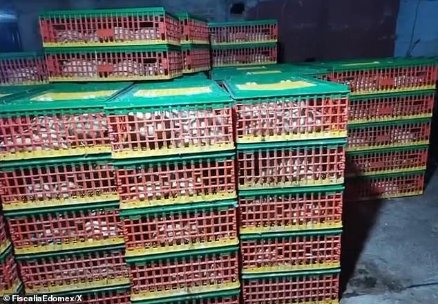 Authorities claim criminal gangs lost $47 million in profits after failing to extort local poultry and egg companies