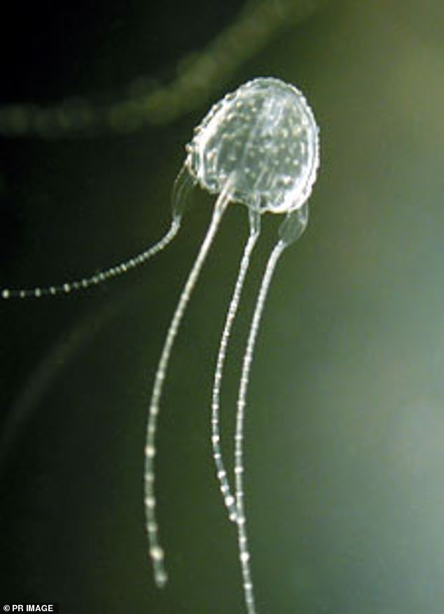 The box jellyfish contains harmful toxins that cause severe pain and can lead to unconsciousness and cardiac arrest