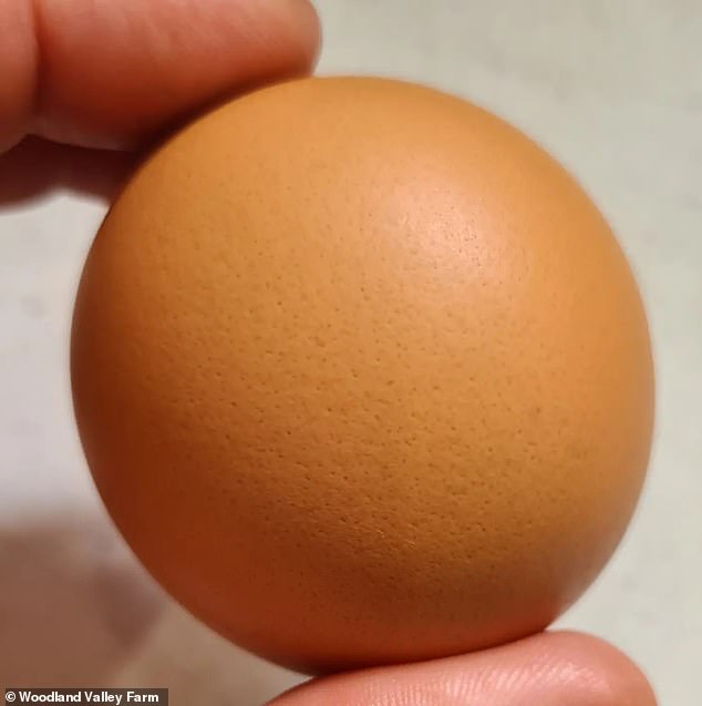 The egg (pictured) was laid by one of Mr Fabbro's chickens and the farmer has managed to reduce the person responsible for laying the spherical specimen to a few hundred.