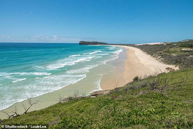 Queensland's Department of Environment, Science and Innovation said the dingo was humanely euthanized at K'gai on Tuesday afternoon (pictured)