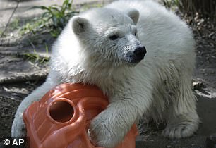 Luna is one of two polar bears currently living at the Buffalo Zoo