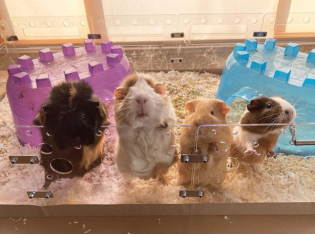 Lin got the idea for more thoughtful guinea pig cages after one of her pets was snatched by an eagle while she was letting them roam around her parents' backyard