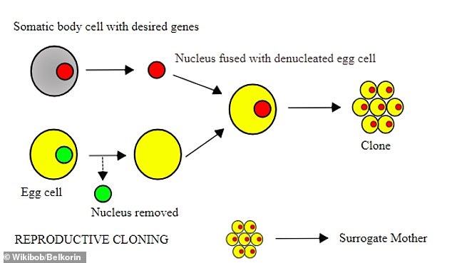 Overview of SCNT: To create somatic cell nuclear transfer (SCNT) clones, scientists take DNA (red circle) from tissue and insert it into eggs (yellow) with the DNA (green) removed.  The scientists then turn certain genes on or off to help the cells multiply (right)