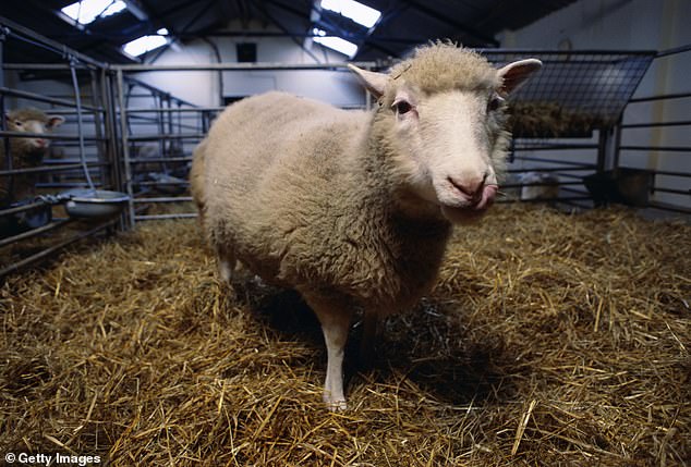 Dolly the sheep (pictured) was born in July 1996 at the Roslin Institute in Edinburgh.  It was created from a breast cell of a six-year-old sheep.