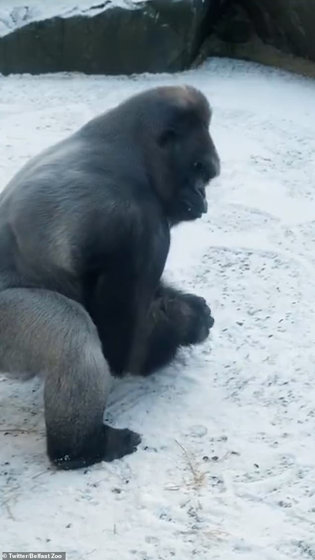 With his right arm, the gorilla strategically sweeps snow toward him as he focuses on building a snowball from the pile, using his left hand as a base