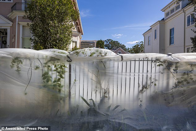 Vulnerable tropical plants are covered with a plastic sheet along a sidewalk during freezing weather in New Orleans on Tuesday