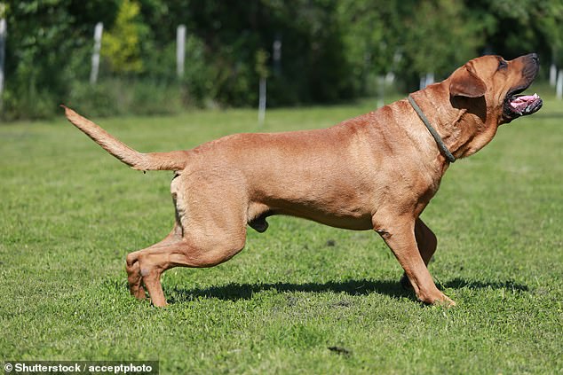 Researchers from the University of Washington looked at 238 different breeds and found that larger dogs, such as the Japanese warrior dog tosa inu, were more susceptible to cancer, gastrointestinal problems and infections.