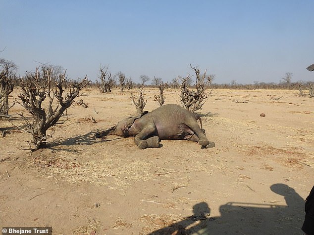 The park was littered with carcasses, where a total absence of water destroyed food sources