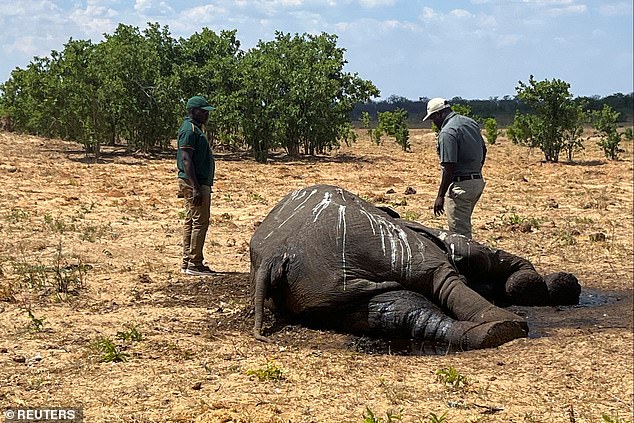 Authorities warned that more could die as forecasts point to scarcity of rain and increasing heat in parts of the southern African country, including the national park hit by the El Nino weather phenomenon.