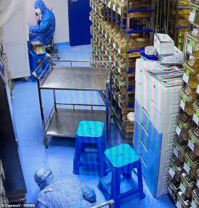 Laboratory technician Tian Yongyi frantically searches for the mouse, even lying on the floor to look under cabinets