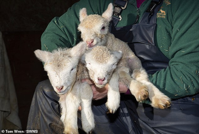 The first trio of lambs were all girls and the second set included two girls and a boy