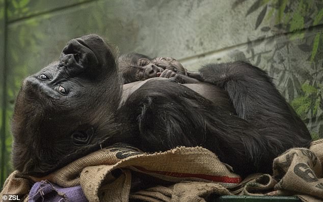 While Mjukuu initially kept the child for herself, she soon allowed the younger members of the troop, Alika and Gernot, to meet the new arrival.