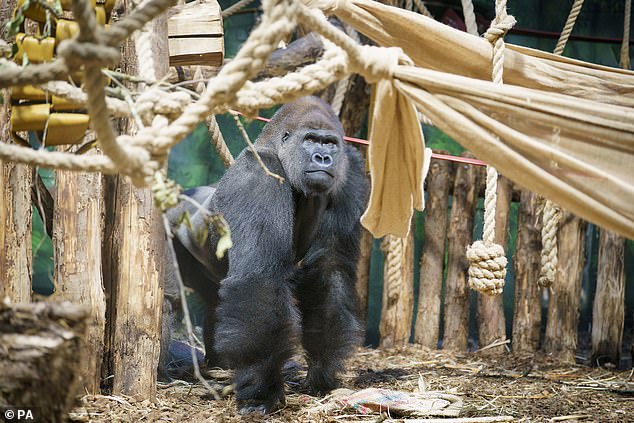 The child's father is Kiburi, a male who arrived at London Zoo from Tenerife in November 2022 as part of an international breeding program for western lowland gorillas.