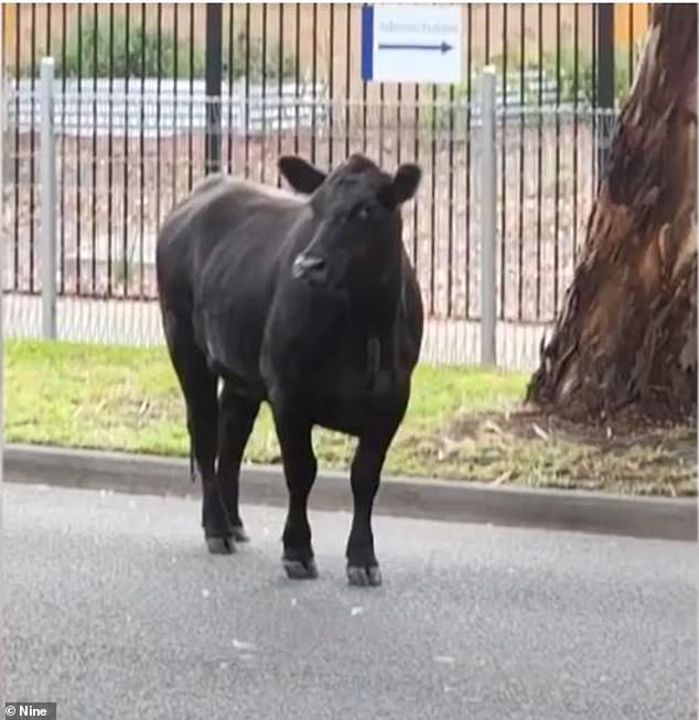 The cows roamed the suburbs for hours before being rounded up