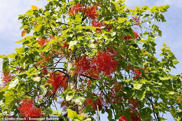 Like Jacarandas, Flame trees can bloom on bare branches, but only occasionally - every five years