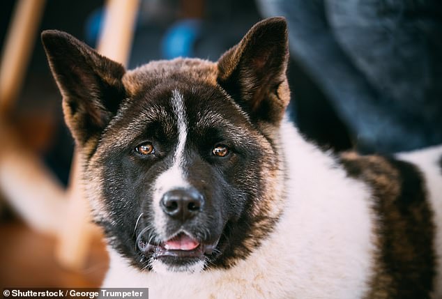 Neighbors said the large, muscular husky-like dog with a thick, woolly coat was rarely seen outside the house, but they often heard its deep, menacing bark.