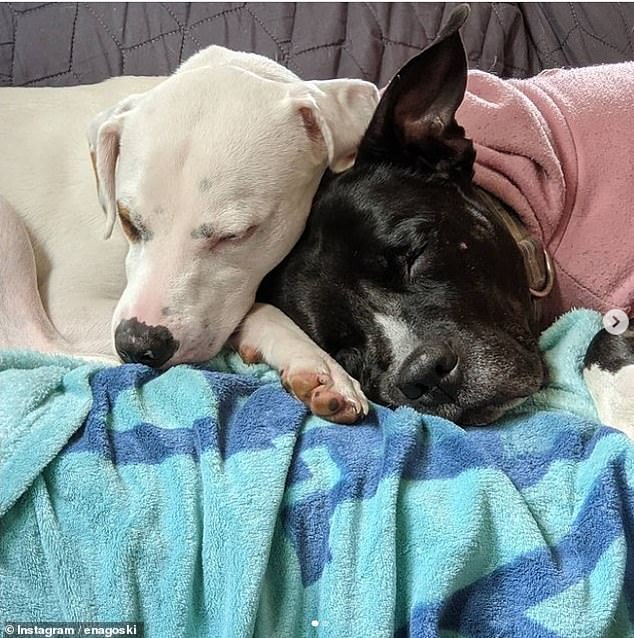 The couple's dogs, Thunder and Olive, who want to 'sit on our bed', are locked out of their bedroom to ensure their intimate moments are not interrupted