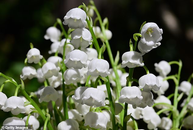 Lily of the valley is a white flower popular at weddings but is poisonous if ingested, especially the roots