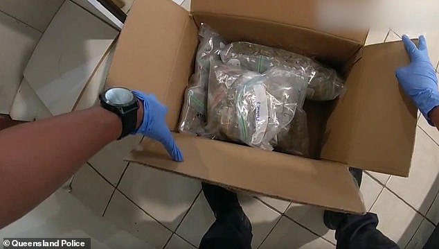 Dried marijuana stored in plastic bags (pictured) hidden in a cupboard was also recovered