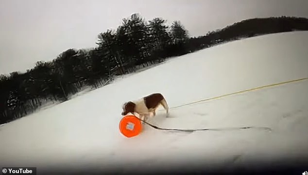 He attached the rescue disk to Ruby's collar and sent her back across the ice to where the man was trapped in the icy water.