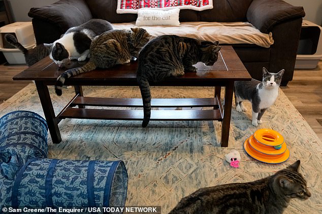 This home in Kenton County is one of several shelters set up by a nonprofit called The Humanitarian League, which is also run by Jan, to rescue stray cats from the city's abrasive attitude toward the felines.