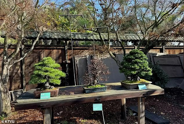 Despite wooden walls, metal fences and a surveillance camera, the thieves managed to enter the garden and steal the trees, including a hino cypress that was about 100 years old.