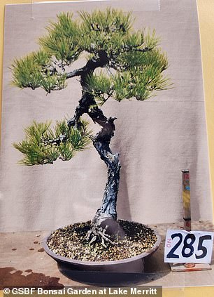 The stolen bonsai trees are worth a total of $20,000