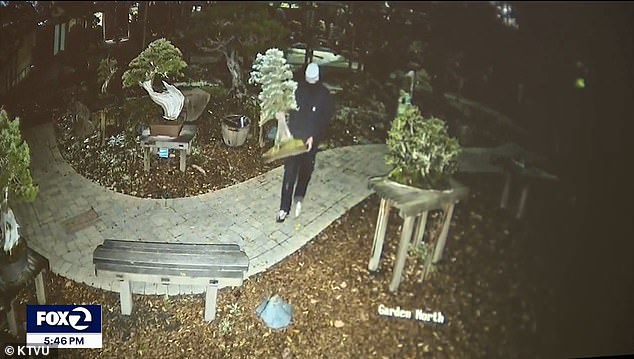 It is the fourth theft incident in the garden in the past two years, and this time the highest number of trees were stolen