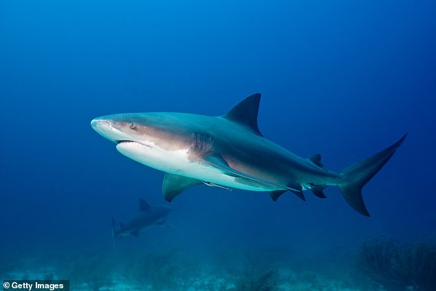 The shark was believed to be four feet long and almost took Smith's hand off, but the Englishman recovered well