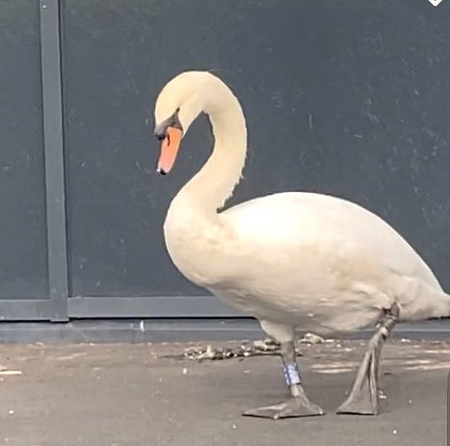 The swan frolicked with her mate 'Harry' in Madebrook Pond, in a nature reserve near the school.  But Harry would have died in 2022