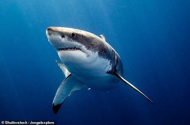 Researchers assumed the megalodon would have a similar build to modern great white sharks (pictured), which are sturdier than other ocean hunters